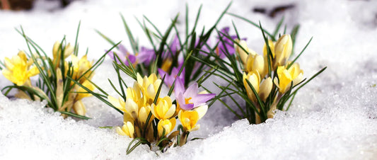Antarctic Flowers: How Nature Blooms in the Harshest Climate