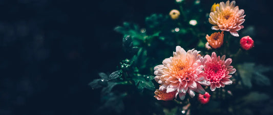 The Best Night Blooming Flowers for Your Moon Garden