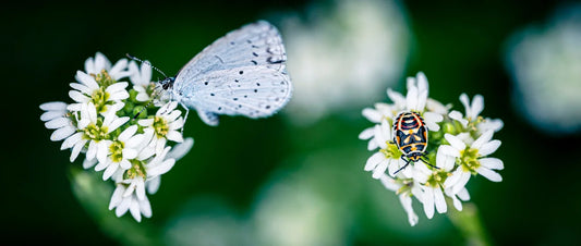 Different Flower Pollinators