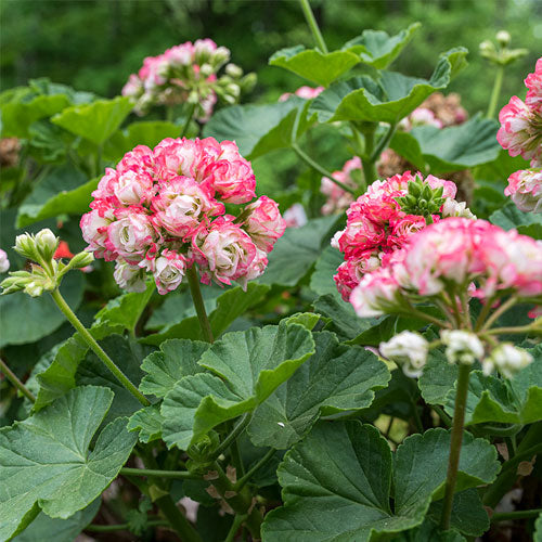 Apple Blossom Geranium