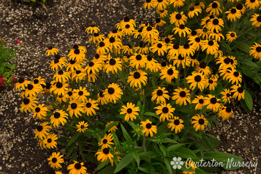 'American Gold Rush' Black-Eyed Susan