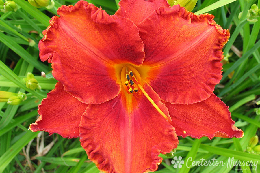 'Apache War Dance' Trophytaker Daylily