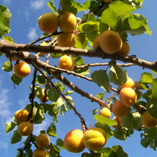 Tilton Apricot Tree