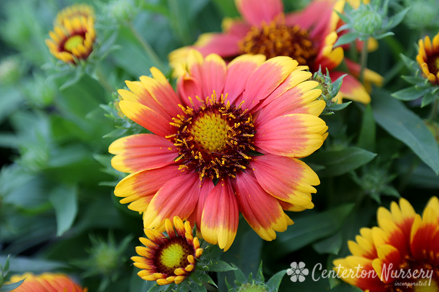 'Arizona Sun' Blanket Flower