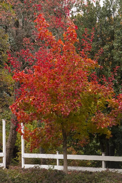 Autumn Blaze Japanese Maple