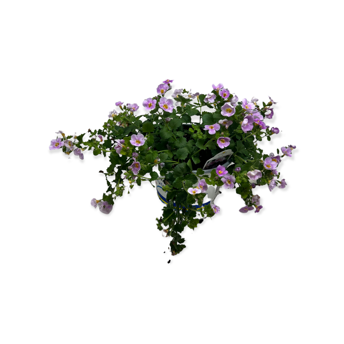 Bacopa