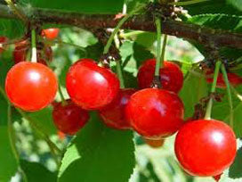 Bing Sweet Cherry Tree