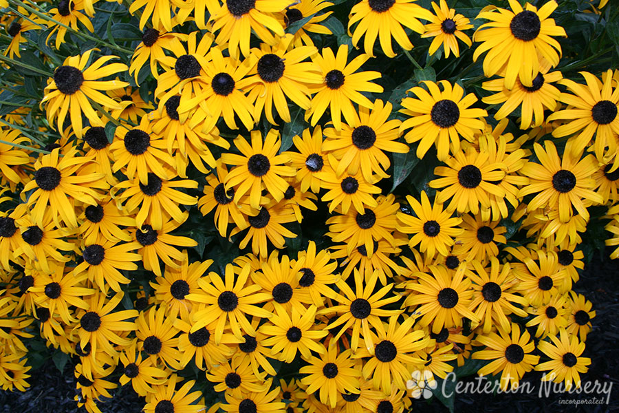 Black-Eyed Susan Coneflower