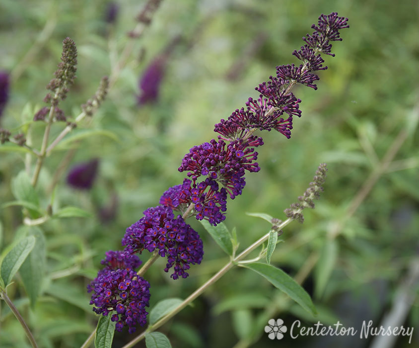 'Black Knight' Deep Purple Butterfly Bush