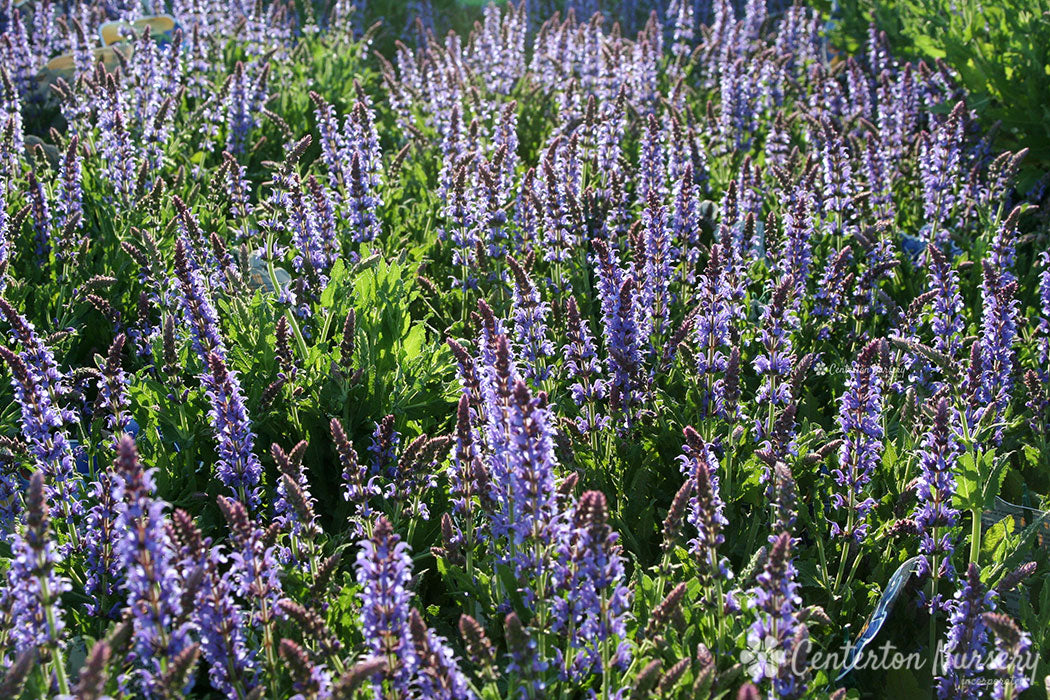 'Blue Hill' Sage