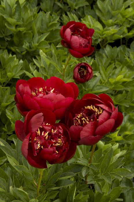 Buckeye Belle Herbaceous Peony