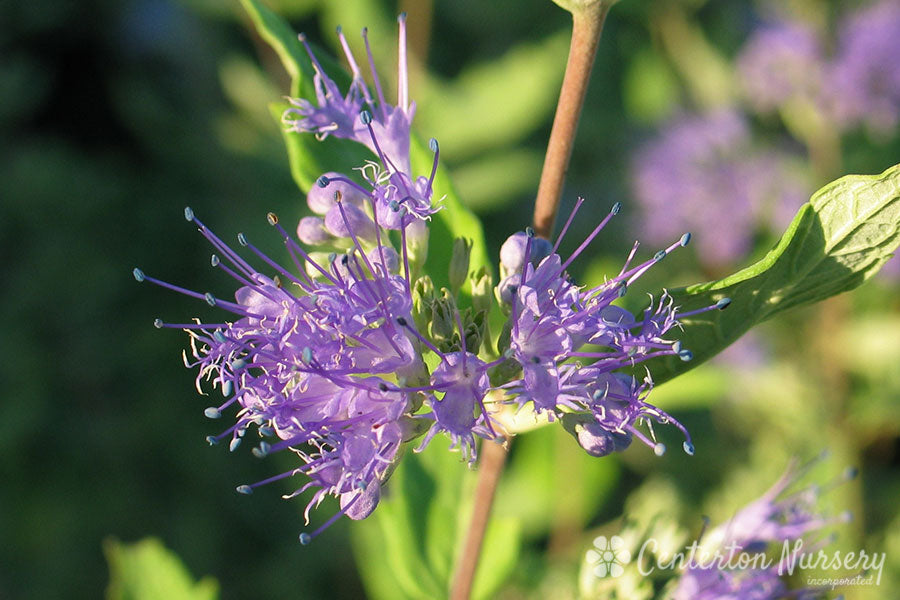 'Dark Knight' False Spirea