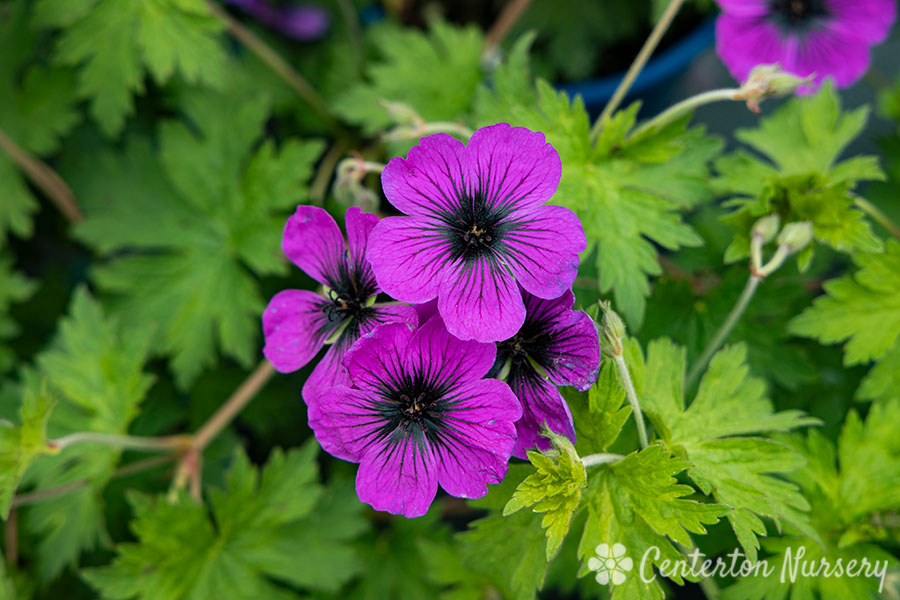 'Dragon Heart' Hardy Geranium