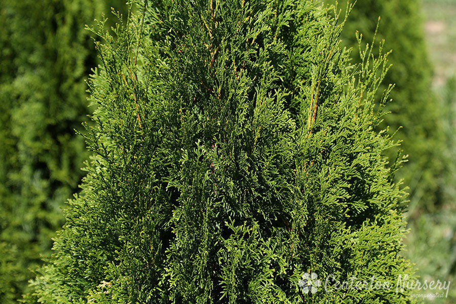 'Emerald Green' Arborvitae