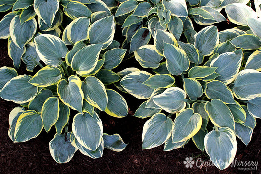 'First Frost' Hosta