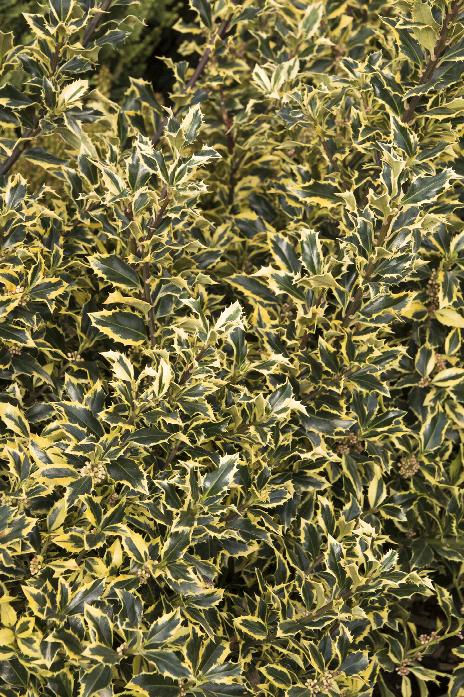 Gold Coast® English Holly