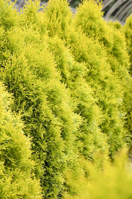 Highlights™ Arborvitae