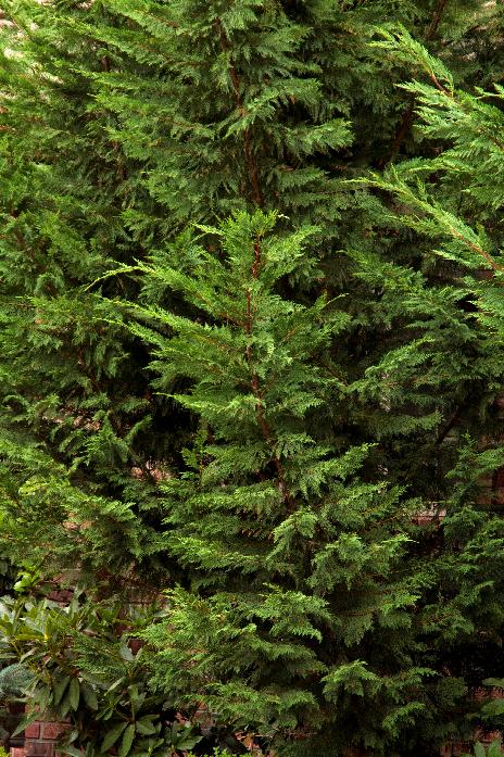 Emerald Isle® Leyland Cypress