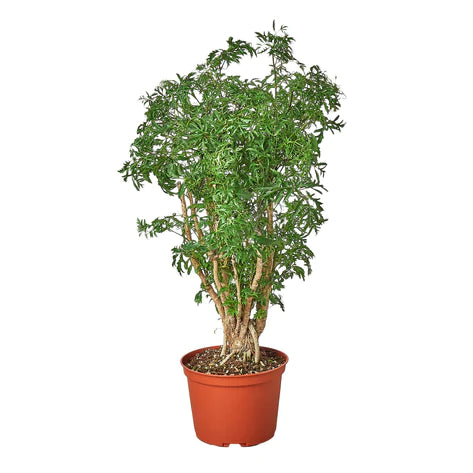 Aralia Ming Bush