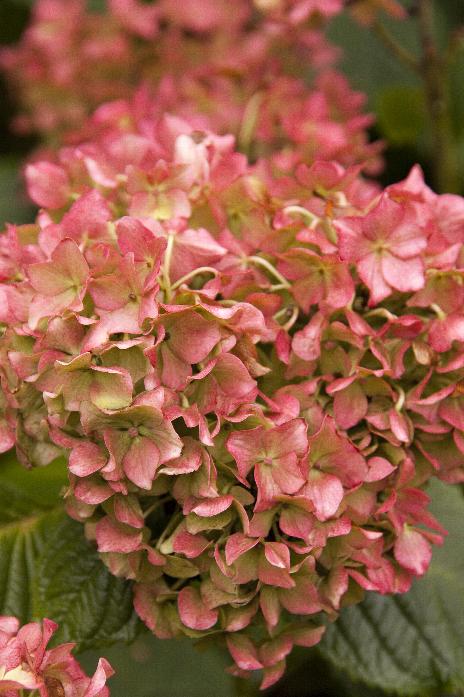 Nikko Blue Hydrangea