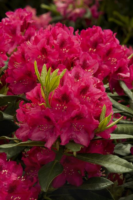 Nova Zembla Rhododendron