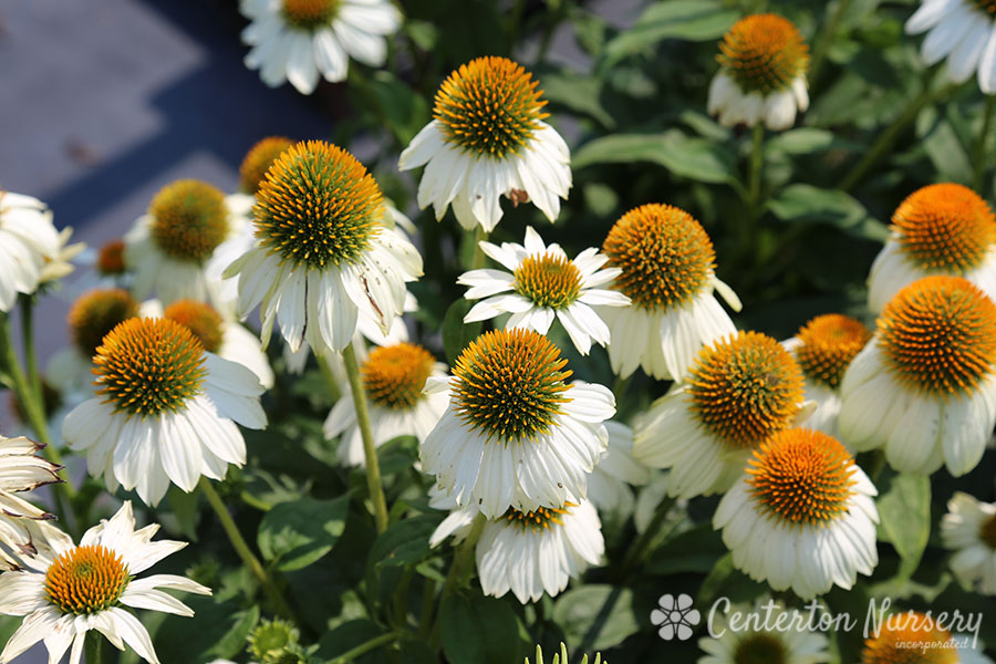 'Pow Wow White' Coneflower