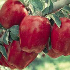Red Delicious Apple Tree