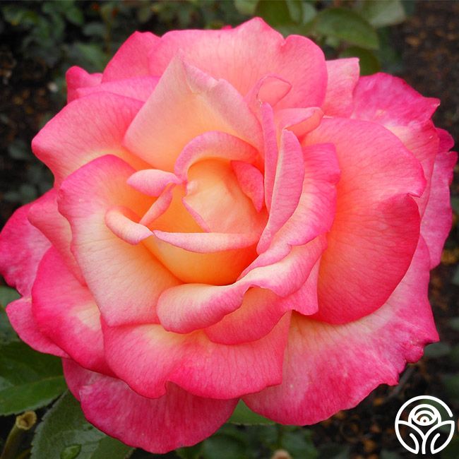 Sheila's Perfume Hybrid Tea Rose