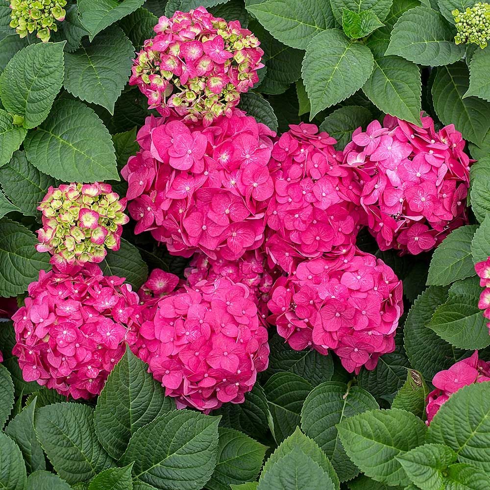 Summer Crush Hydrangea