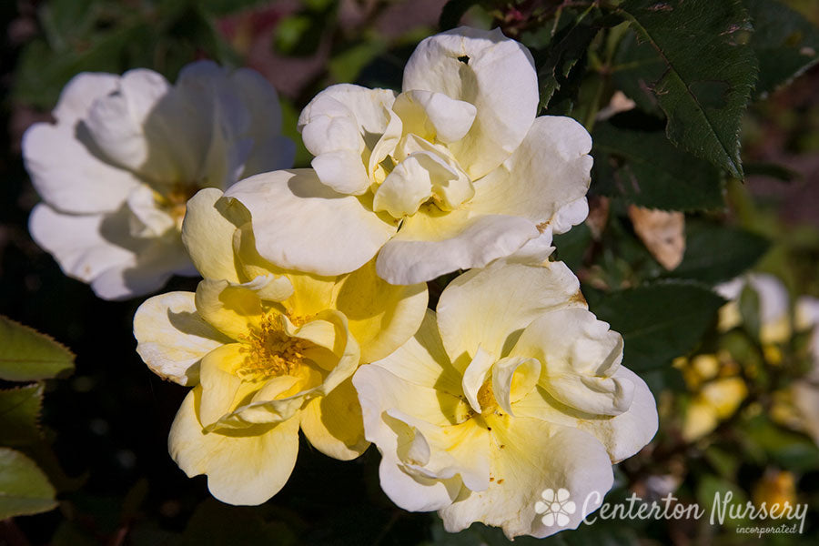 Sunny Knock Out Rose