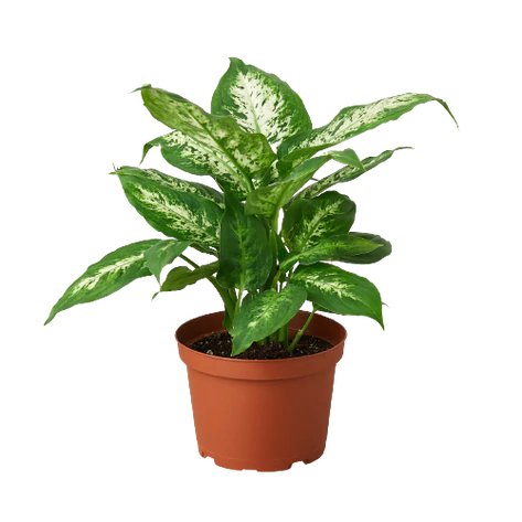 Dieffenbachia Tropic Snow