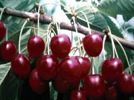 Van Sweet Cherry Tree
