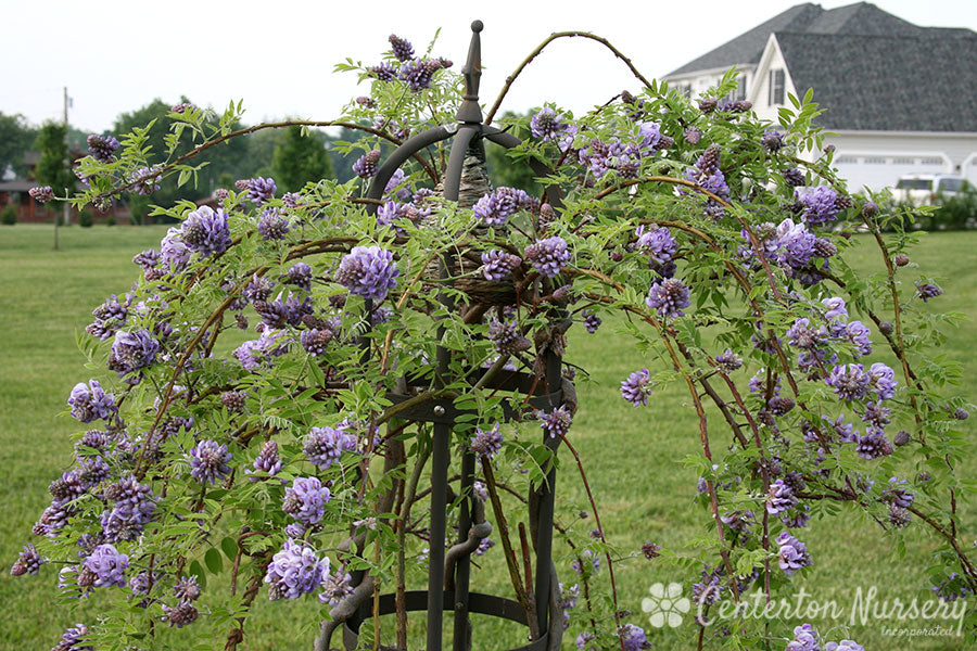 'Amethyst Falls' American Wisteria