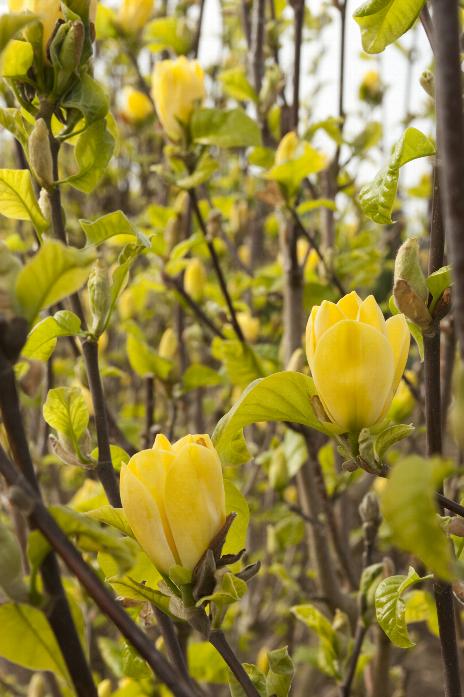 Yellow Bird Magnolia