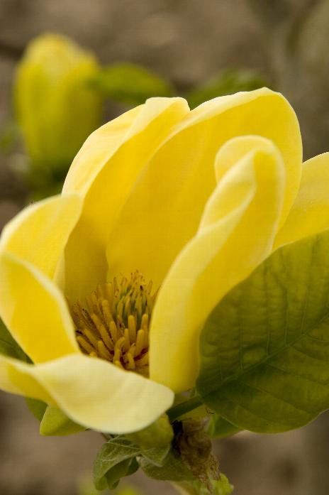 Yellow Bird Magnolia