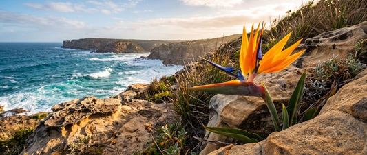 birds of paradise plant growing in its natural habitat