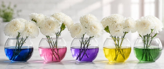 The Science Behind Color-Changing Carnations