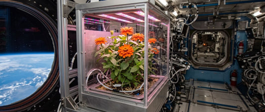 How Space Botany is Changing the Future