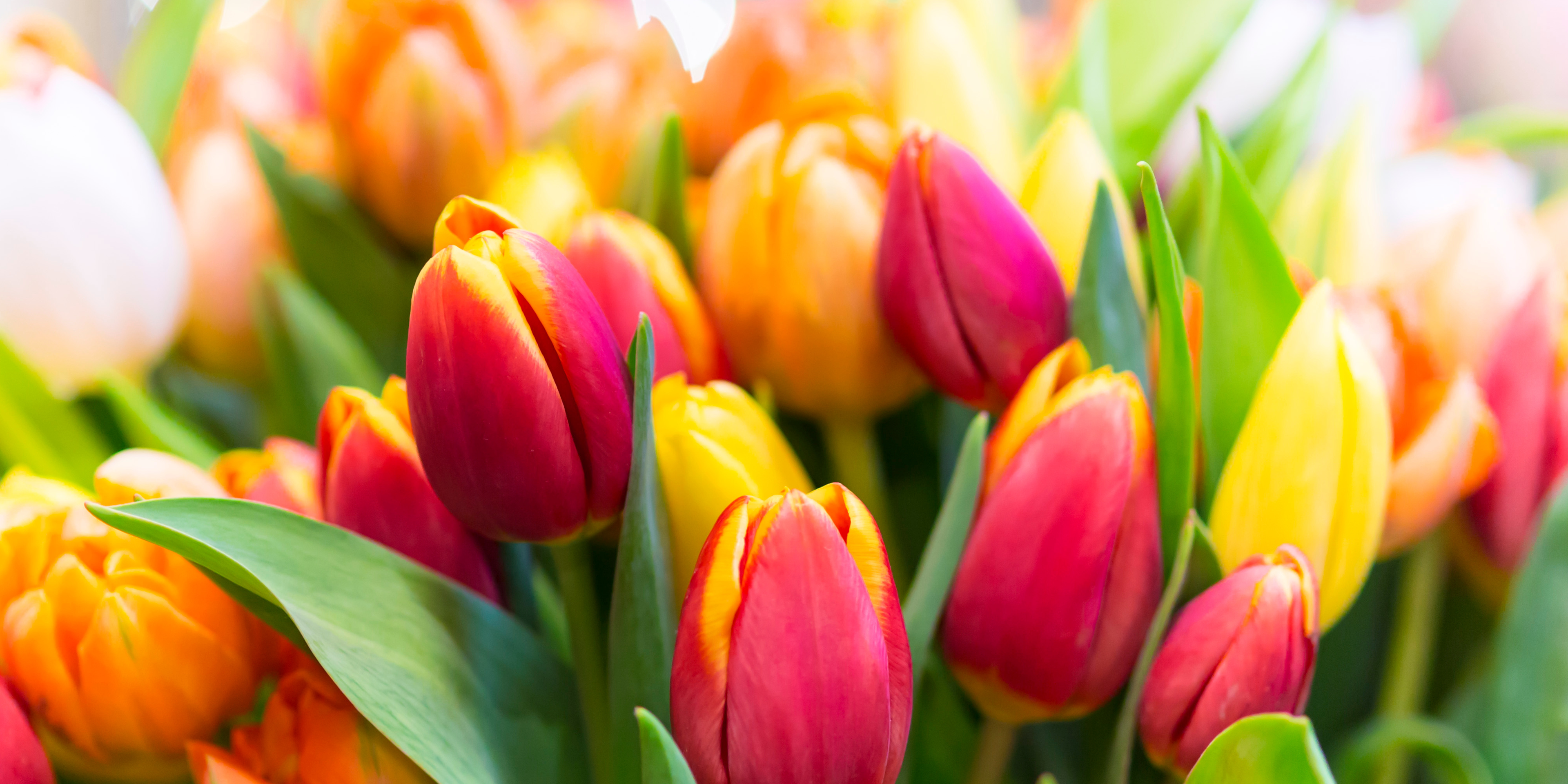 why tulips grow in vase- did you know 
