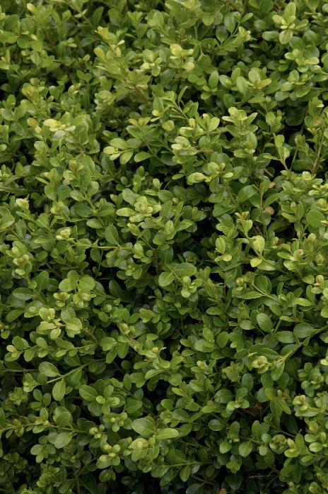 Green Beauty Boxwood