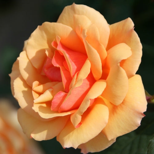 About Face Grandiflora Rose