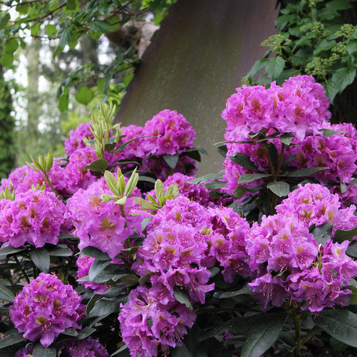 Dandyman Purple Rhododendron