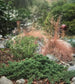 Dwarf Japanese Garden Juniper