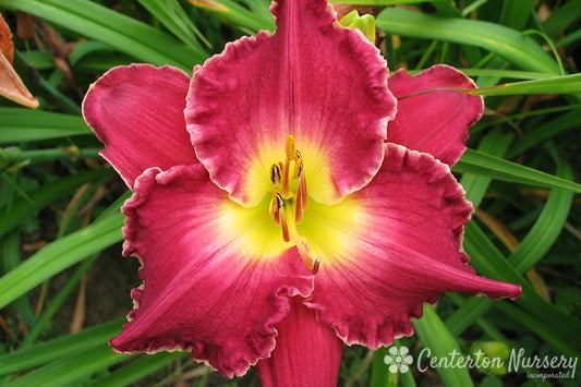 'Francis of Assist' Trophytaker Daylily
