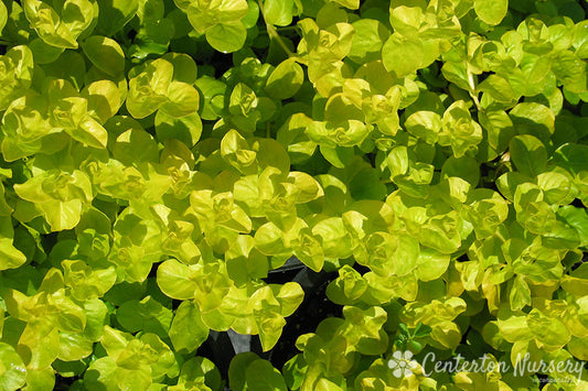 Golden Creeping Jenny