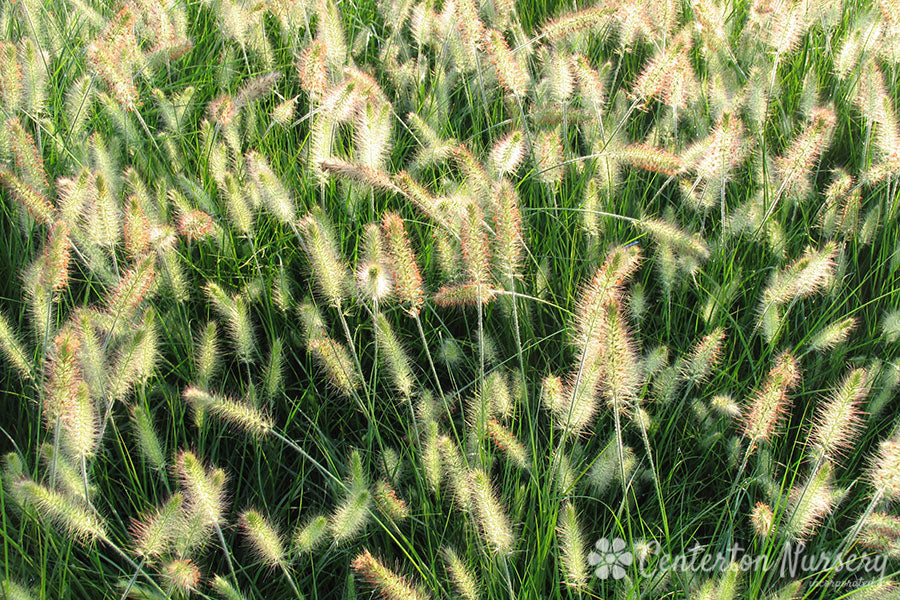 Hameln Dwarf Fountain Grass