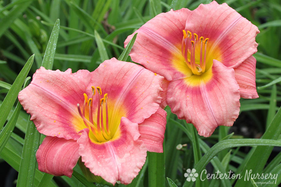 ‘Rosy Returns’ Reblooming Daylily