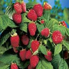 Latham Raspberry