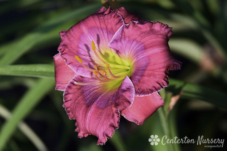 'Lavender Blue Baby' Trophytaker Daylily