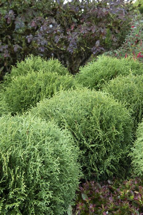 Little Giant Dwarf Arborvitae